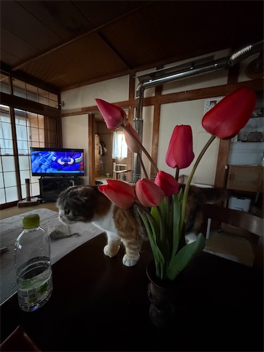 f:id:hazakura60:20260506193155j:image