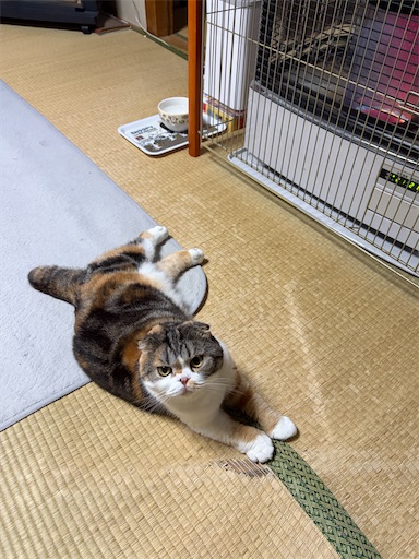 f:id:hazakura60:20260513200820j:image
