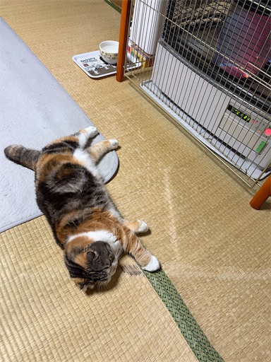 f:id:hazakura60:20260513200848j:image