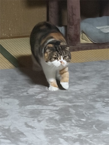 f:id:hazakura60:20260602183008j:image