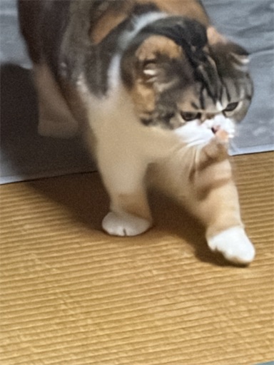 f:id:hazakura60:20260602183015j:image
