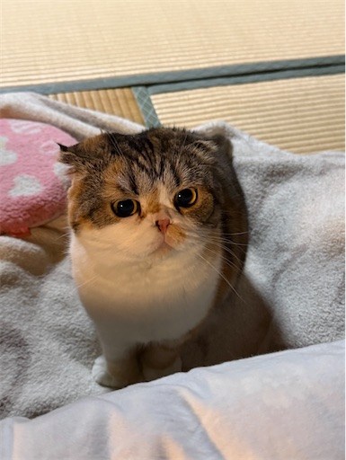 f:id:hazakura60:20260606221753j:image