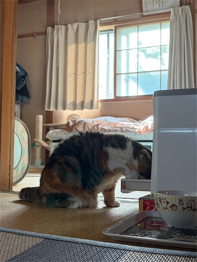 f:id:hazakura60:20260617210750j:image