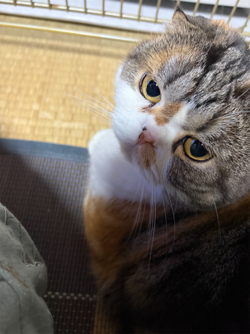 f:id:hazakura60:20261027192534j:image