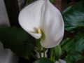 20081115082442