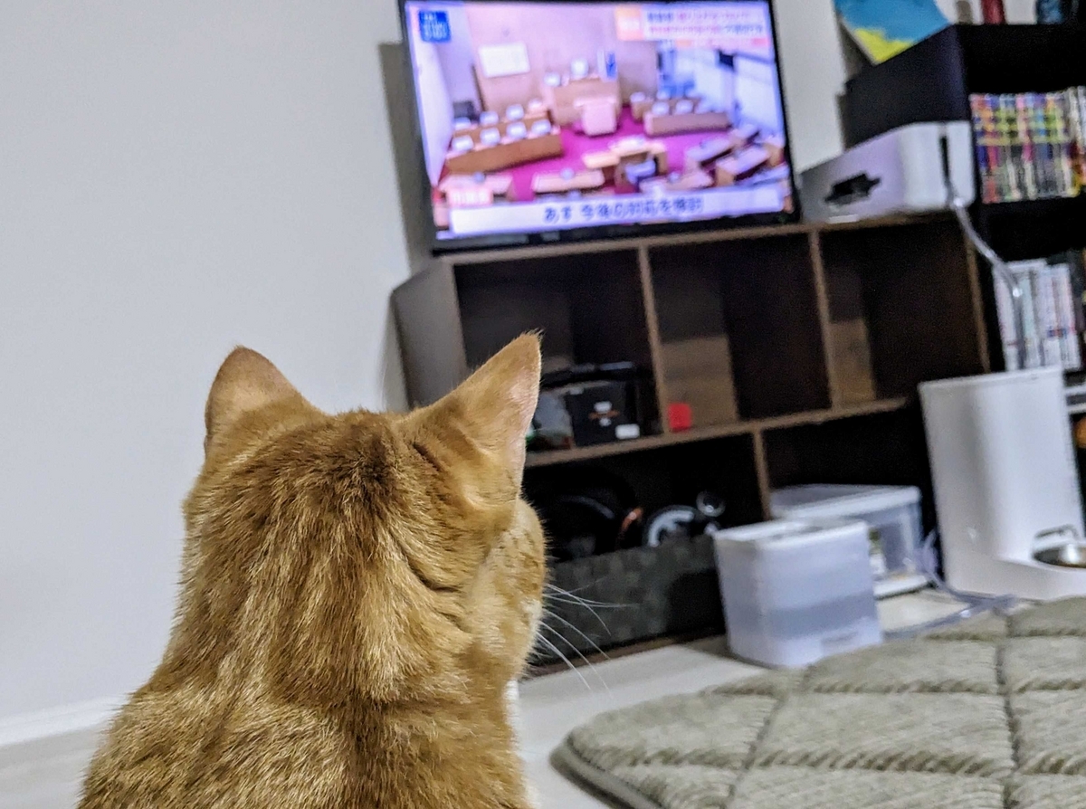 テレビに映った映像をみる猫