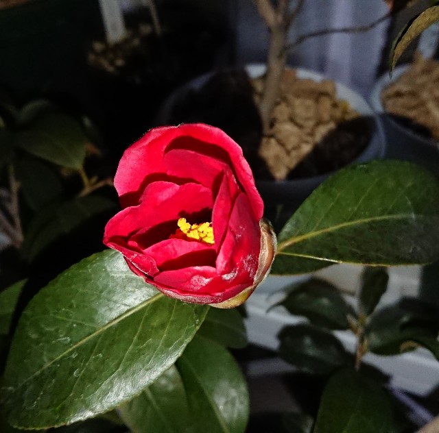 f:id:hazekoh:20190208194618j:image