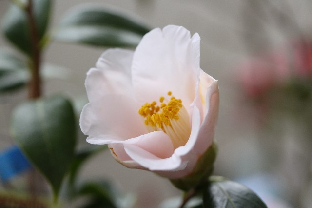 f:id:hazekoh:20190330095142j:image