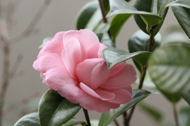 f:id:hazekoh:20190330095314j:image