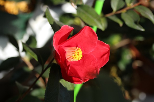 f:id:hazekoh:20190330095434j:image