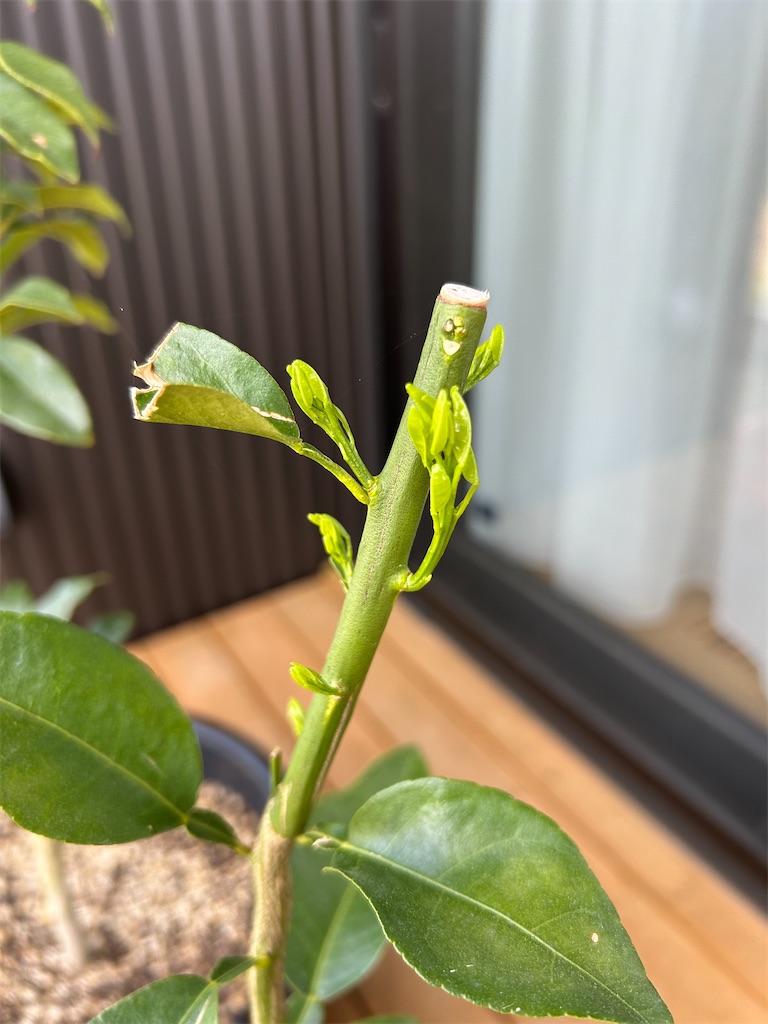 f:id:hazublog:20250524133443j:image
