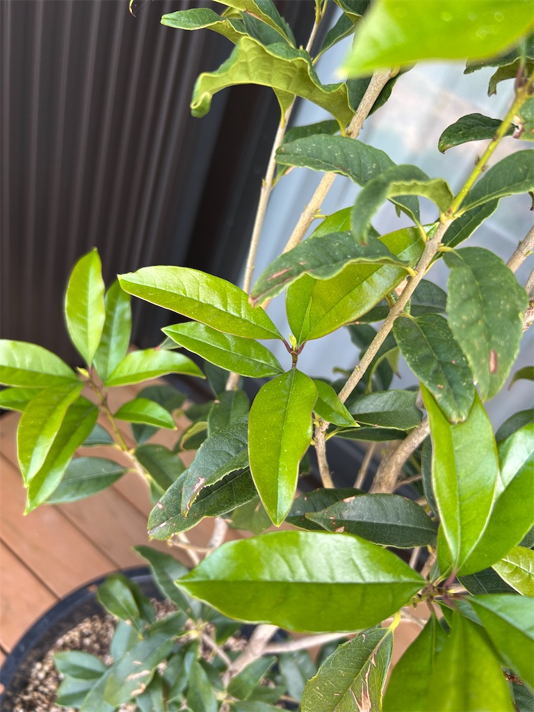 f:id:hazublog:20250524133447j:image