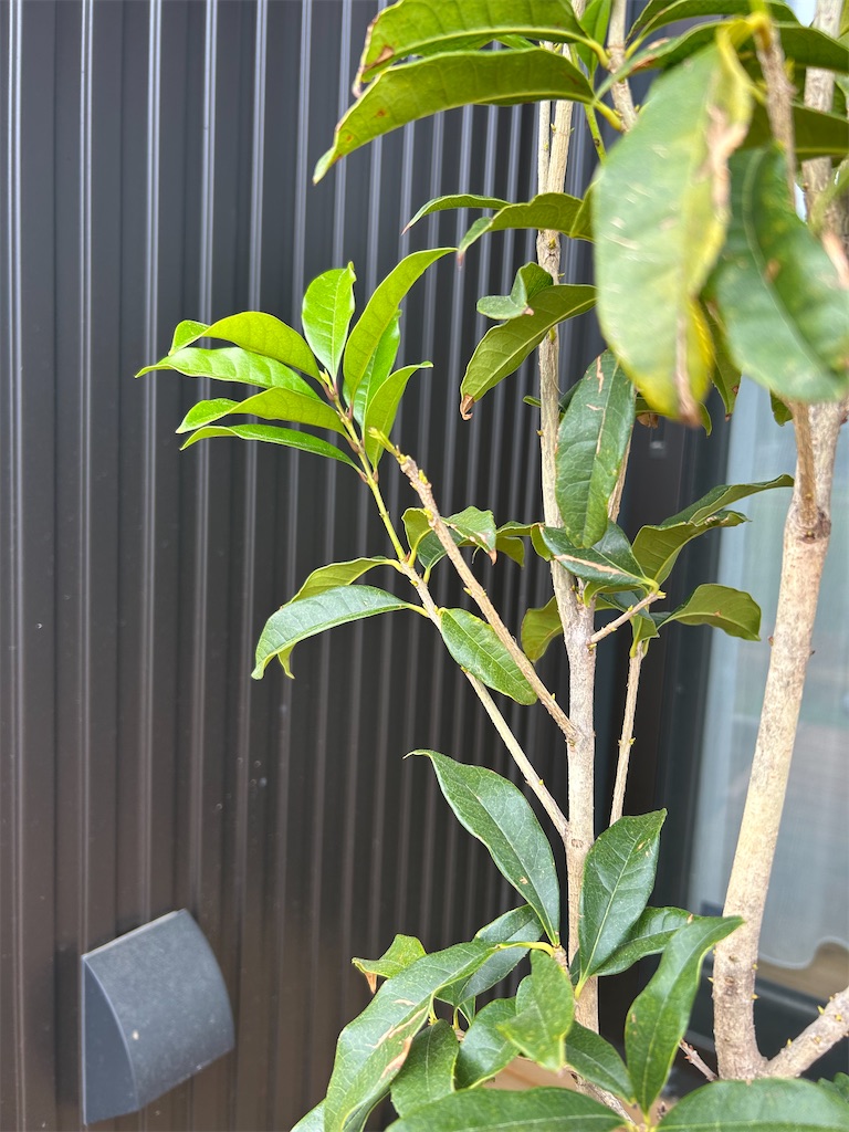 f:id:hazublog:20250524134140j:image