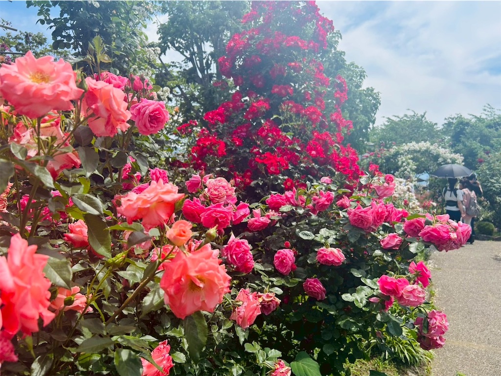 f:id:hazublog:20250608105033j:image