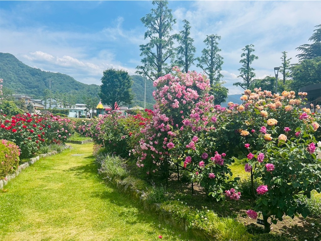 f:id:hazublog:20250608105353j:image