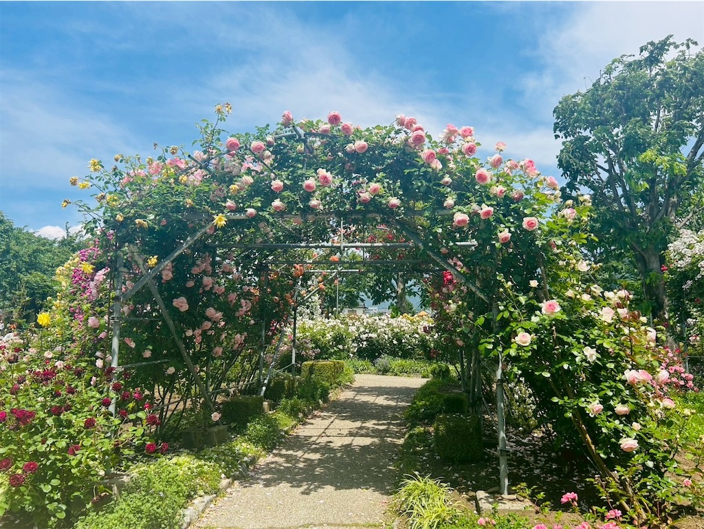 f:id:hazublog:20250608105440j:image