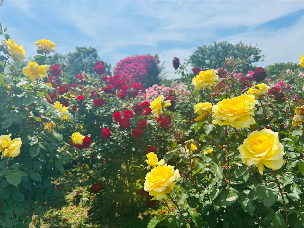 f:id:hazublog:20250608105511j:image