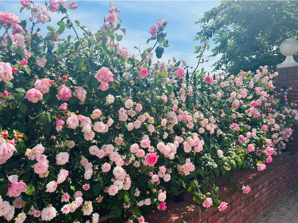 f:id:hazublog:20250608105514j:image