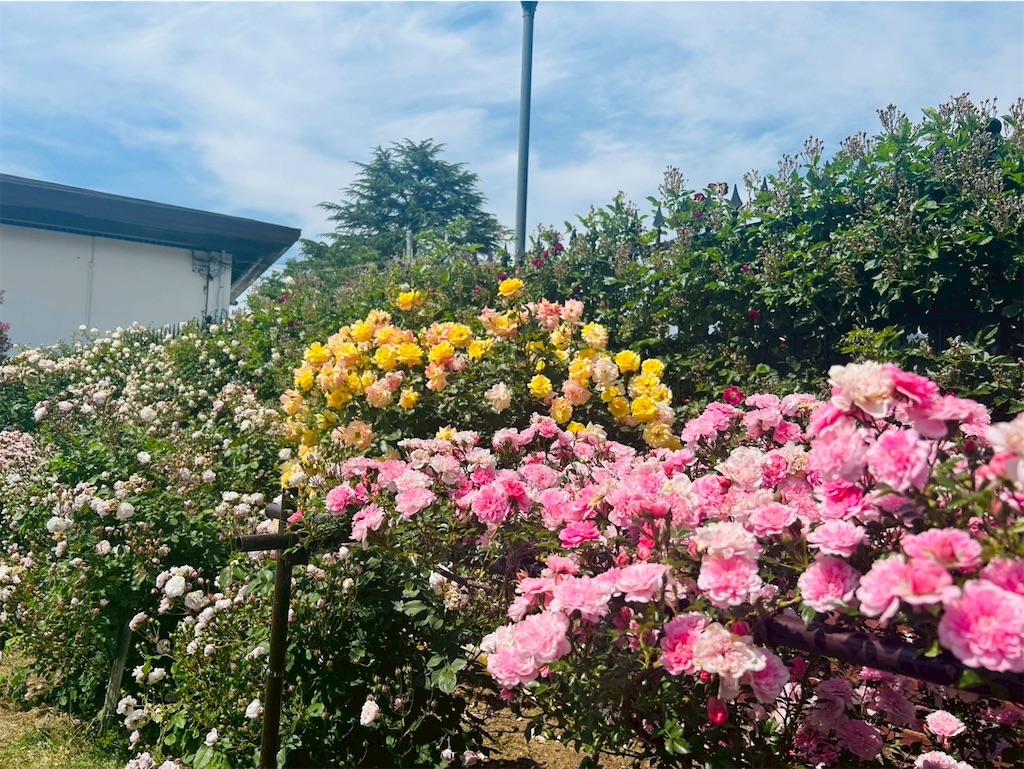 f:id:hazublog:20250608105651j:image