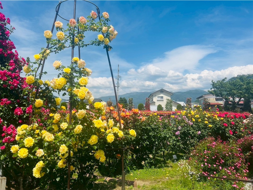 f:id:hazublog:20250608105707j:image