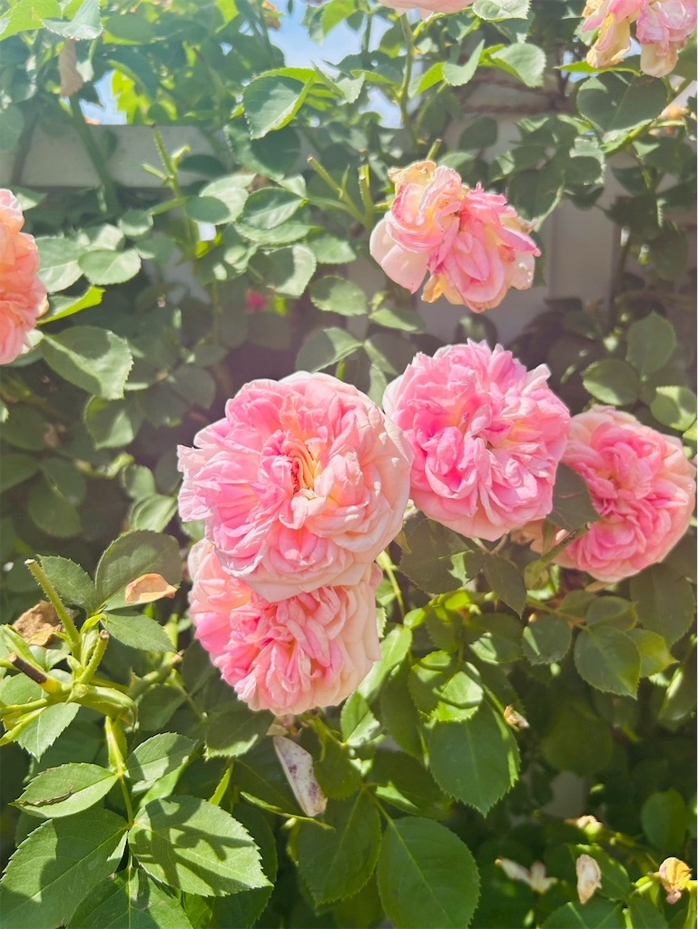 f:id:hazublog:20250608105718j:image