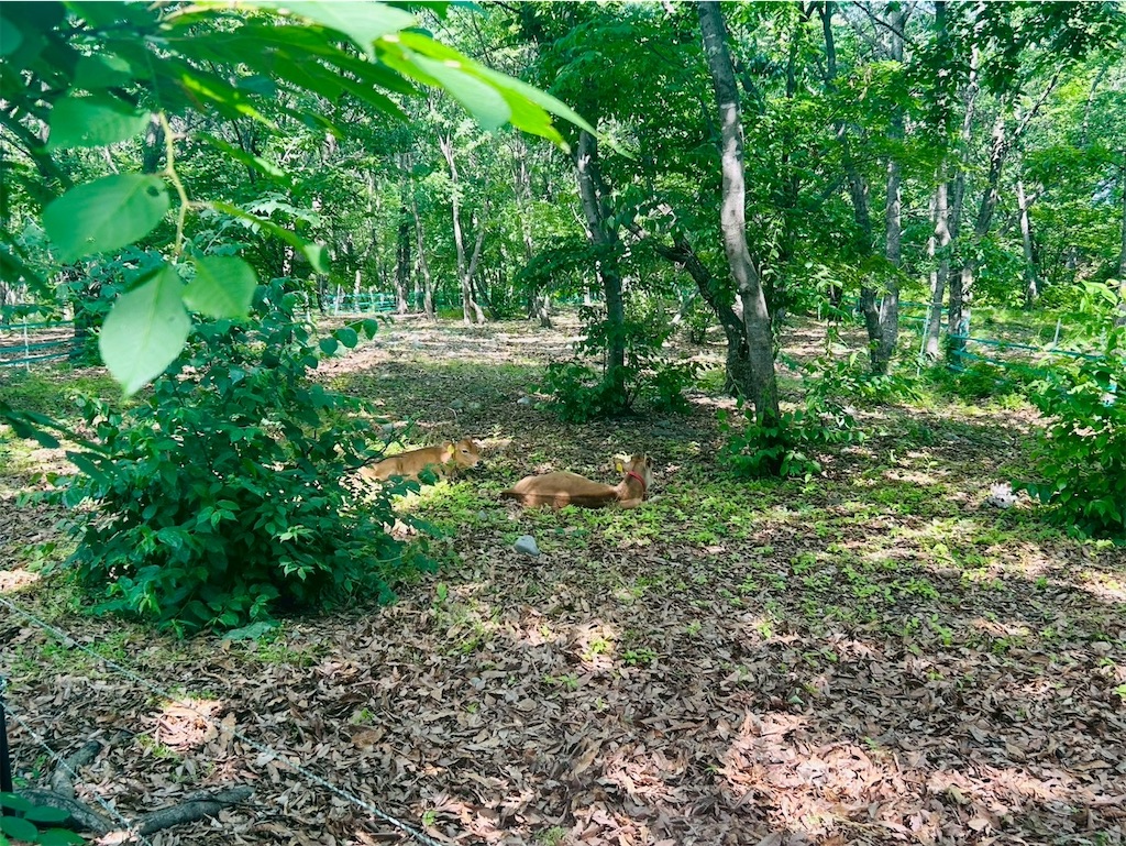 f:id:hazublog:20250608110454j:image