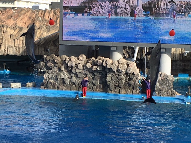 f:id:hazukiken:20180102183824j:plain f:id:hazukiken:20180102183824j:plain