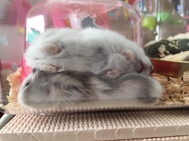 f:id:hazukiken:20181206171412j:plain f:id:hazukiken:20181206171412j:plain