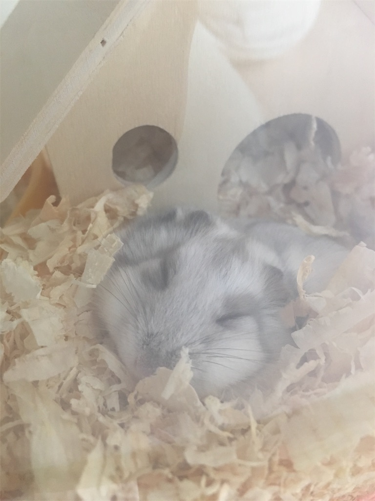 f:id:hazukiken:20181231095910j:image