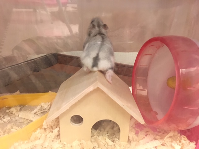 f:id:hazukiken:20190105203543j:plain f:id:hazukiken:20190105203543j:plain