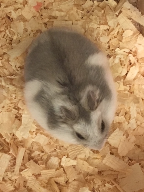 f:id:hazukiken:20190112191457j:plain f:id:hazukiken:20190112191457j:plain