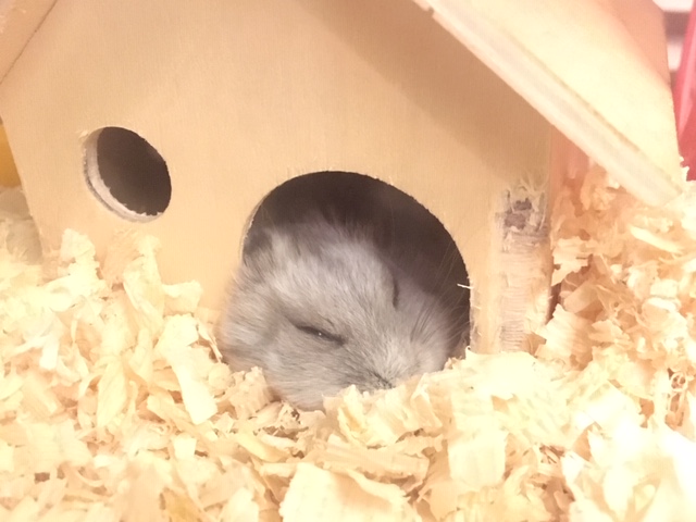 f:id:hazukiken:20190118101617j:plain f:id:hazukiken:20190118101617j:plain