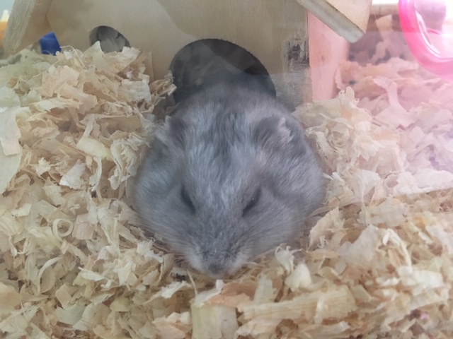 f:id:hazukiken:20190118101627j:plain f:id:hazukiken:20190118101627j:plain