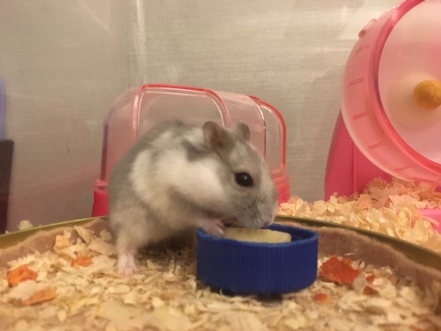 f:id:hazukiken:20190118102717j:plain f:id:hazukiken:20190118102717j:plain
