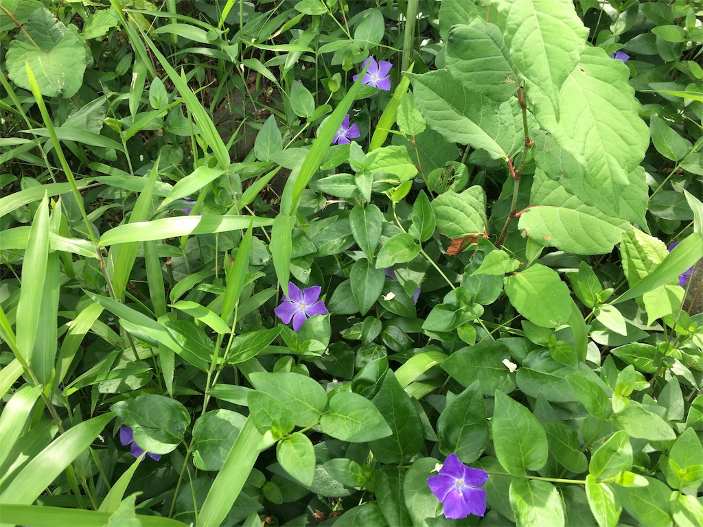 f:id:hazukiken:20190512125742j:plain f:id:hazukiken:20190512125742j:plain