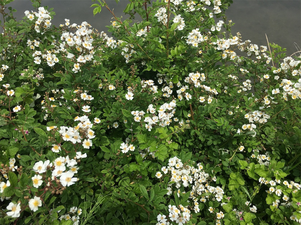 f:id:hazukiken:20190512125752j:plain f:id:hazukiken:20190512125752j:plain