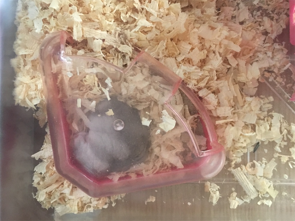 f:id:hazukiken:20190618122247j:plain f:id:hazukiken:20190618122247j:plain