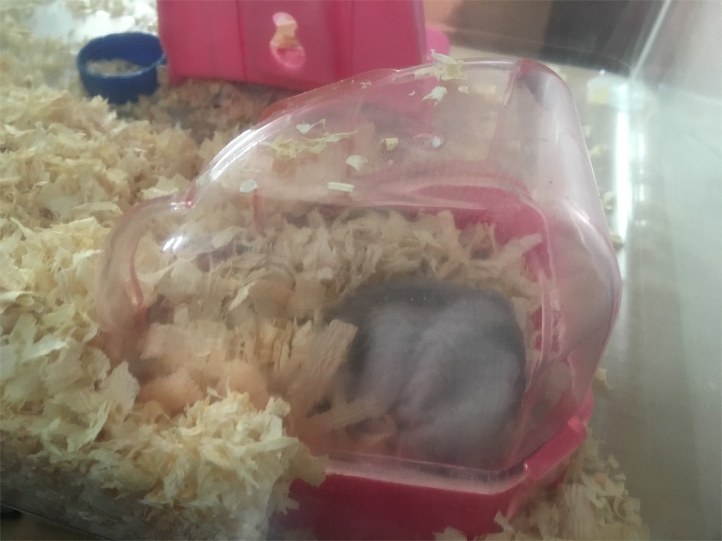 f:id:hazukiken:20190618122258j:plain f:id:hazukiken:20190618122258j:plain