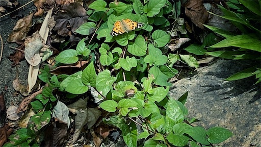 f:id:hazukikose:20211025004512j:image f:id:hazukikose:20211025004512j:image