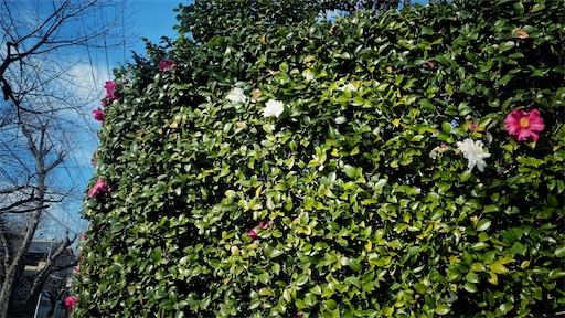 f:id:hazukikose:20211231100740j:image f:id:hazukikose:20211231100740j:image