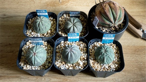 f:id:hazukikose:20220918131901j:image f:id:hazukikose:20220918131901j:image