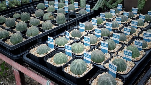 f:id:hazukikose:20220918131907j:image f:id:hazukikose:20220918131907j:image