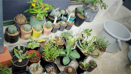 f:id:hazukikose:20220918131927j:image f:id:hazukikose:20220918131927j:image