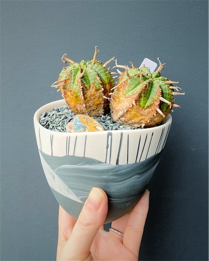 f:id:hazukikose:20231009174701j:image f:id:hazukikose:20231009174701j:image