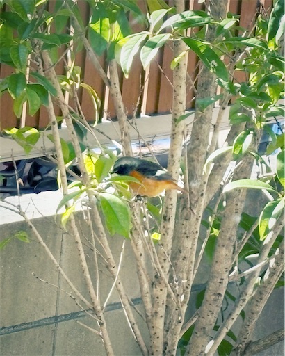 f:id:hazukikose:20250126122935j:image f:id:hazukikose:20250126122935j:image