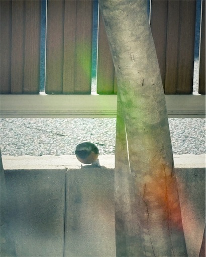 f:id:hazukikose:20250126122938j:image f:id:hazukikose:20250126122938j:image