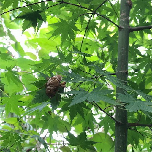 f:id:hchocolatier:20180904174856j:image f:id:hchocolatier:20180904174856j:image