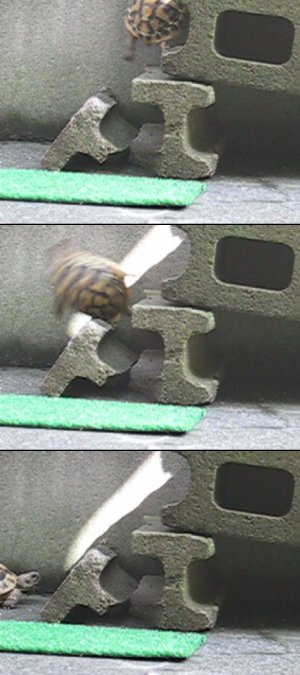 f:id:he-noki:20090725153538j:image