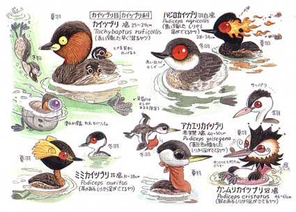 販売最安値 原色非実用 野鳥おもしろ図鑑 送料無料 Www Cfscr Com
