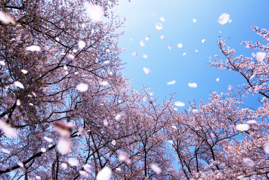 f:id:healing_yui:20210326153556j:plain
